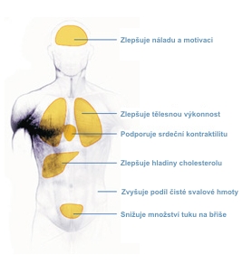Nedostatek růstového hormonu u dospělých
